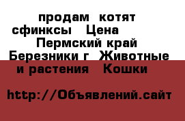 продам  котят  сфинксы › Цена ­ 4 000 - Пермский край, Березники г. Животные и растения » Кошки   